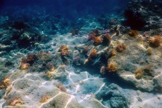 Korallenmeerinseln