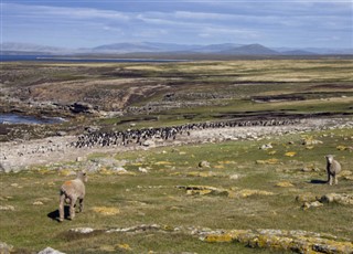 Falklandské