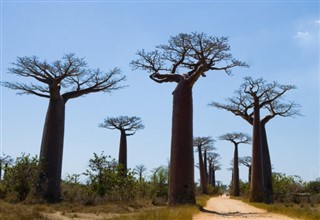 מדגסקר