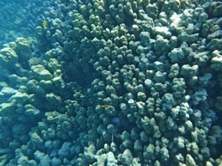 巴爾米拉環礁