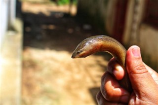 एंगुइला