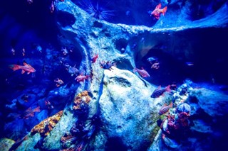 Bahames