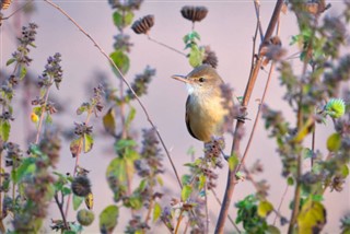 바레인