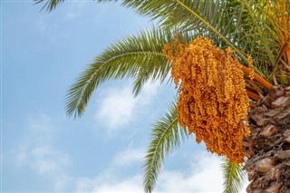 பஹ்ரைன்