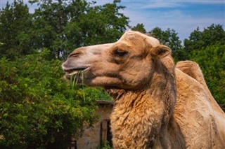 بحرین