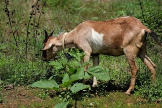 বাংলাদেশ