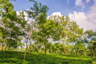 Bangla