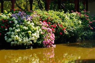 بیلجیم