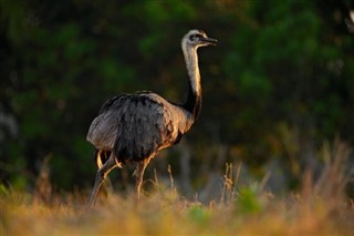 বোলিভিয়া