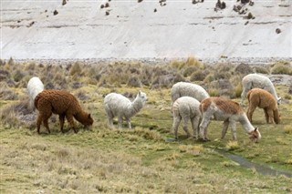 Bolivia