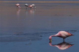 Bolivia