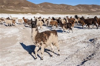 Bolivija