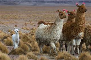 Bolivien