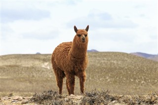 Bolivie