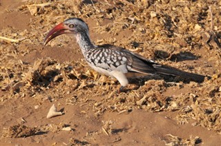 Botsvana