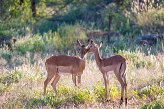 Botswana