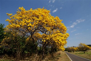 Brazílie