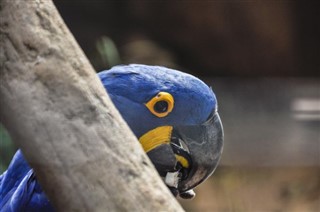 Brasilien