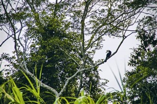 ব্রুনেই