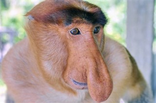 Бруней