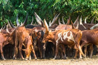 বুরুন্ডি