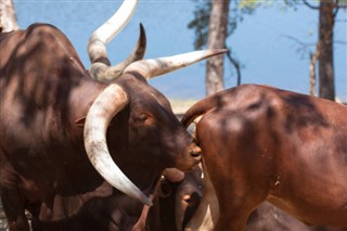 புருண்டி