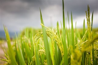 Камбоџа