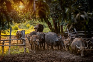 Cambodge