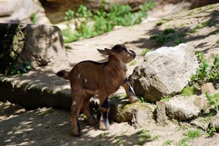 ক্যামেরুন