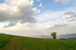 Žaliojo