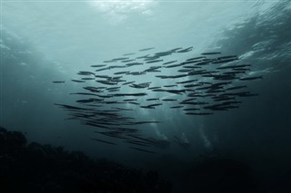หมู่เกาะโคโค