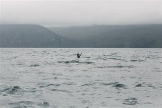 科科斯群島