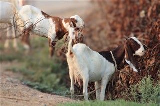 کوموروس