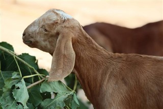 ಕೊಮೊರೊಸ್