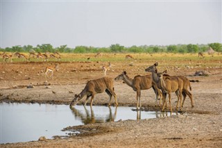 کانگو،