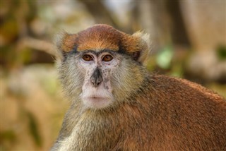 কঙ্গো