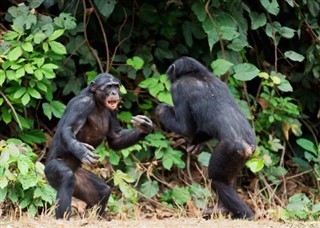 Congo, Cộng hòa Dân chủ dự báo thời tiết Congo,
