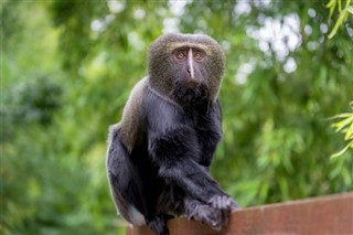 Kongói