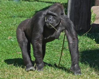 Congo, República del pronóstico del tiempo Congo,