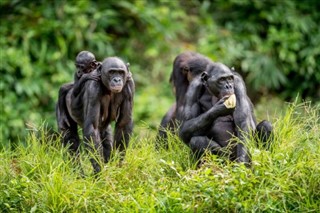 Congo, Cộng hòa dự báo thời tiết Congo,