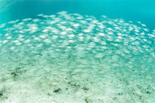 珊瑚海群岛