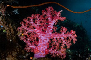 Coral