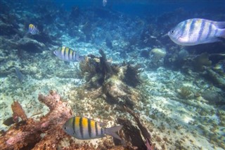Insulele Coral Sea Prognoza meteo Insulele