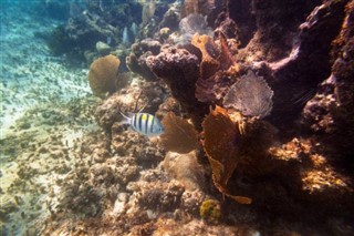 Koralnomorski