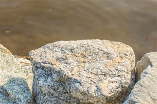 কোট