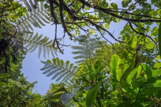 dominica