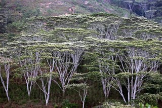 Doğu