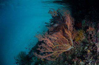 Экваториальная