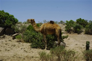 Eritrea