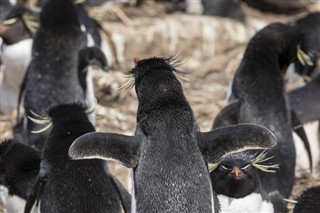 Falklandsöarna